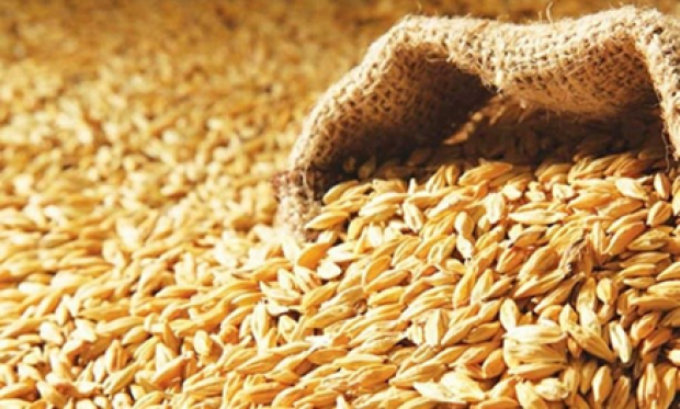 OCAK AYI ARPA BAŞVURUSU